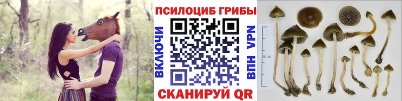 Галлюциногенные грибы GOLDEN TEACHER  даркнет сайт  Дубовка 