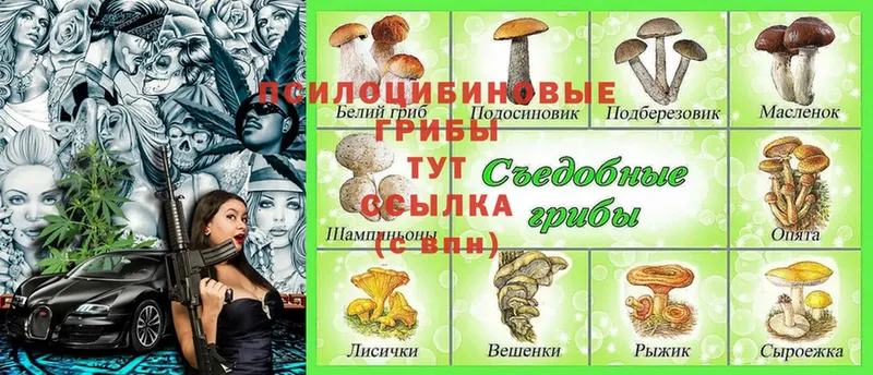 Псилоцибиновые грибы MAGIC MUSHROOMS  даркнет Telegram  Дубовка 